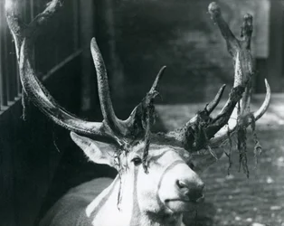Ein ausgewachsener Wallich-Hirsch, der im Londoner Zoo im Oktober 1922 Samt abwirft
